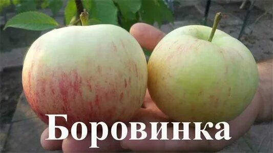 Боровинка :: сад СибНИИСХоза