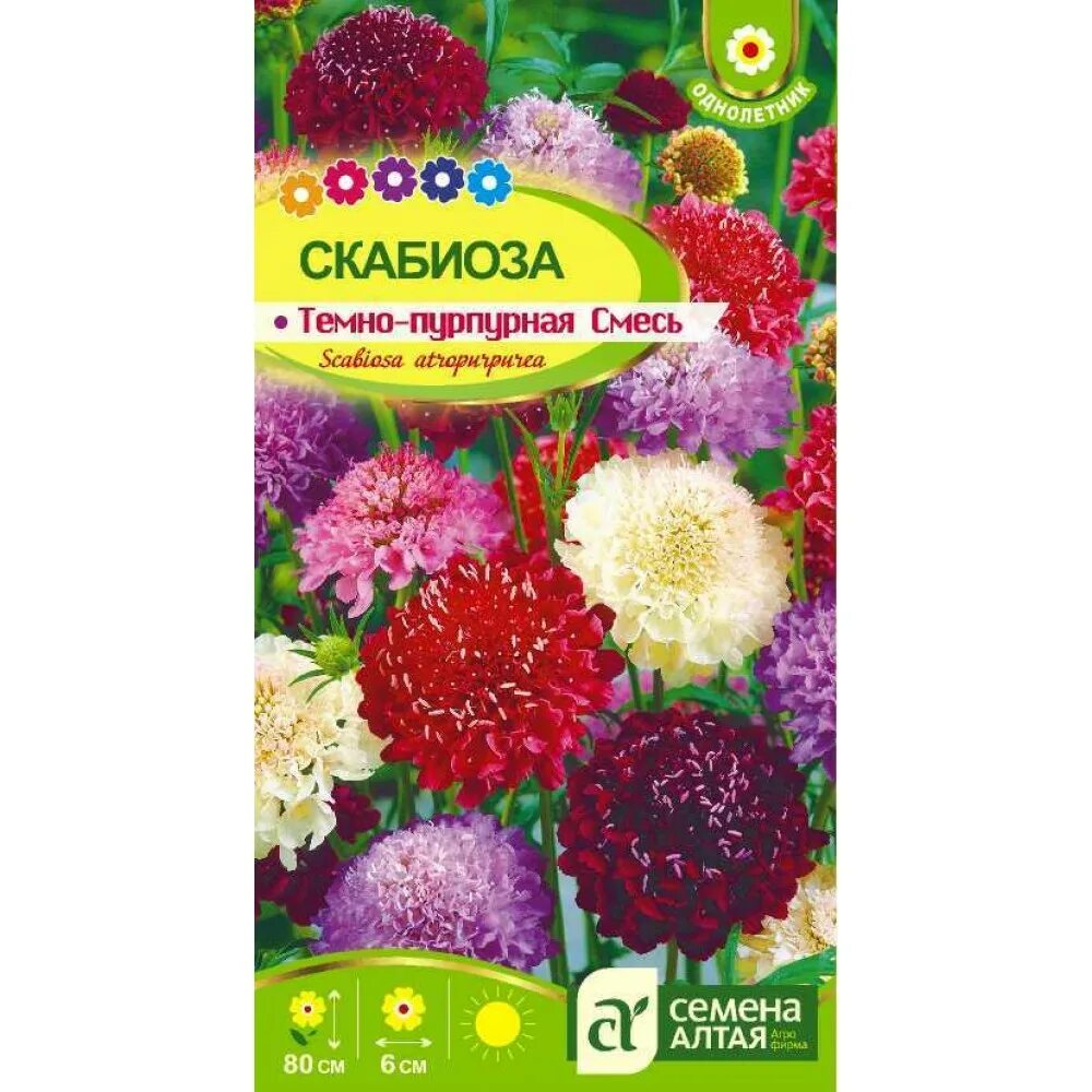 Скабиоза купить семена. Скабиоза темно-пурпурная смесь семена Алтая. Скабиоза пурпурная смесь. Скабиоза махровая пурпурная. Скабиоза семена.