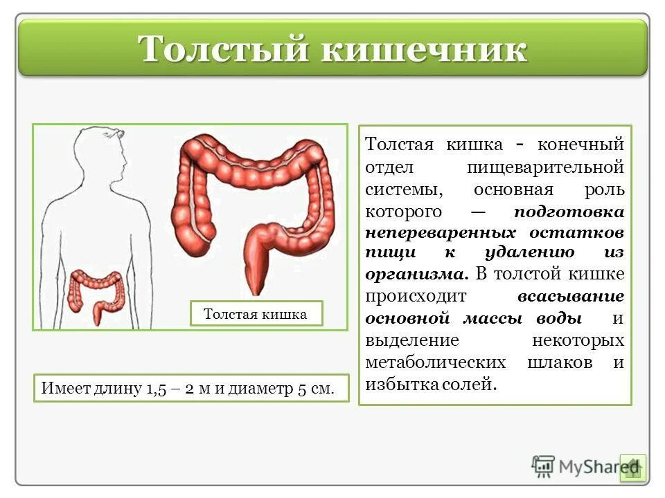 Функции толстой кишки в пищеварительной системе. Пищеварительная система схема тонкий кишечник. Анатомия и физиология толстой кишки. Тонкая кишка отделы строение функции. Толстый кишечник процессы.