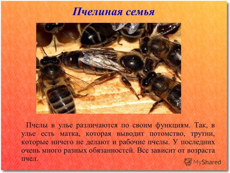 Функции в семье рабочей пчелы. Пчела матка трутень. Иерархия пчелиной семьи. Состав пчелиной семьи. Пчелиная семья схема.