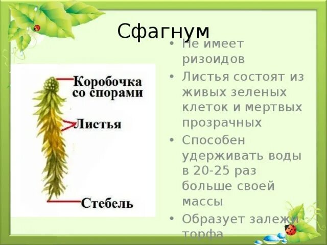 Строение листьев сфагнума. Сфагнум ризоиды. Сфагнум не имеет. Листья сфагнума состоят из.