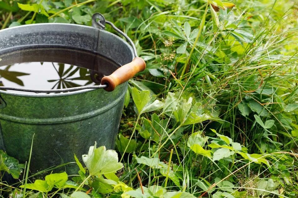 Бездонное ведро воды. Огород в ведрах. Ведро с водой. Ведро воды на огороде. Ведро для полива огорода.