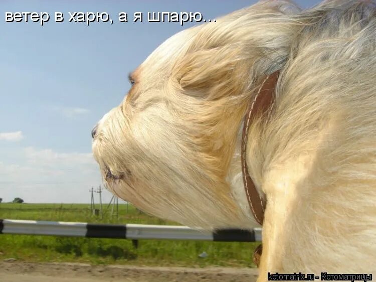 ветер в харю. ветер в харю я. ветер в харю. ветер в харю. ветер в харю а я шпарю.