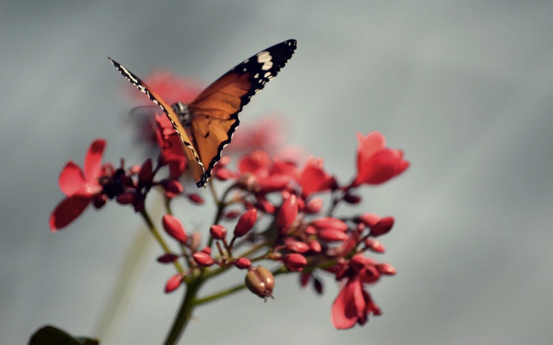 Бабочка. Бабочки в природе. Бабочка на цветке. Красивые обои на телефон.