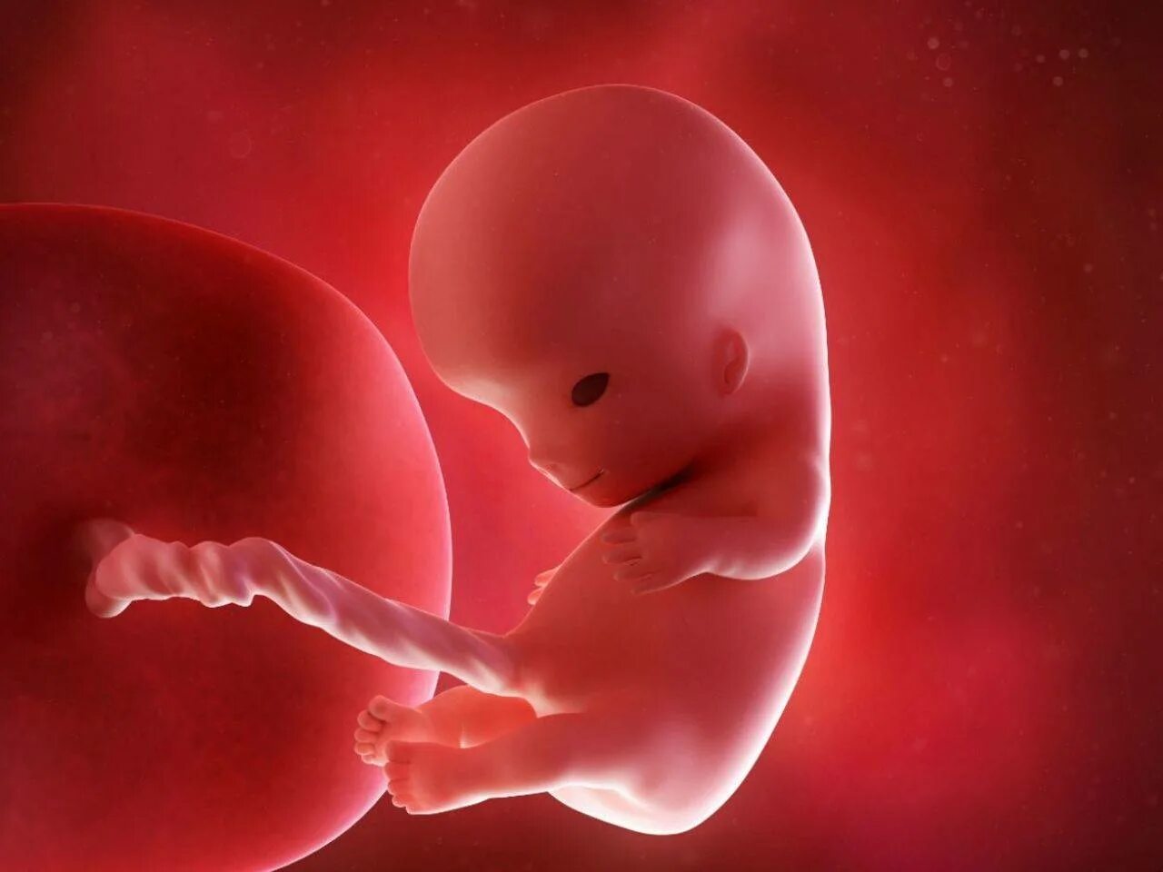 Плод 9-10 акушерских недель беременности. Зародыш 10 недель беременности. Эмбрион по неделям беременности 10 недель. Эмбрион на 10 неделе беременности. Почему на 10 неделе беременности