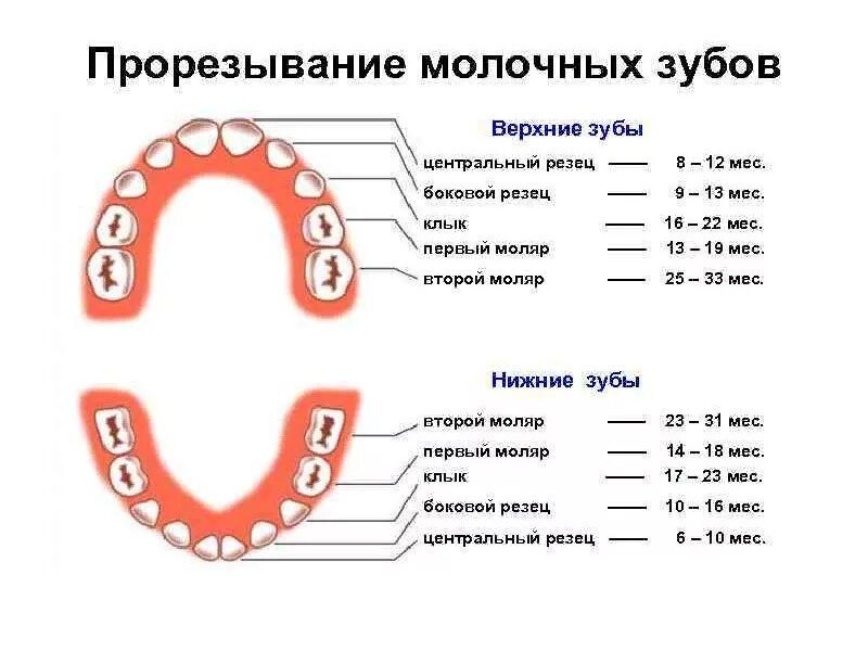 Зубы у детей сроки прорезывания коренных. Прорезывание зубов у детей Верхние первые моляры. Коренные зубы у ребенка в 6 лет 7 снизу. Верхние первые моляры молочные зубы у детей симптомы.