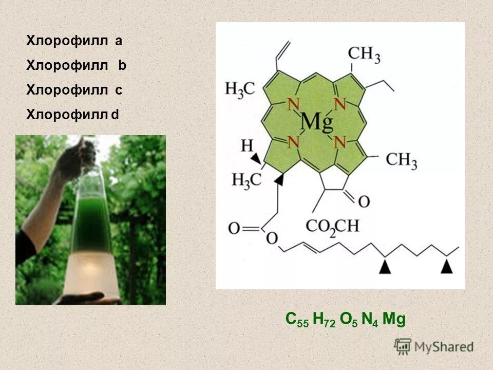 Наличие хлорофилла признак. Наличие хлорофилла признак. Наличие хлорофилла признак. Строение хлорофилла биология. Наличие хлорофилла признак.