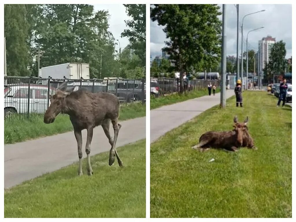 Лоси. Лось в городе.