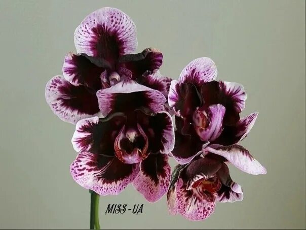 Орхидея ever spring king фото
