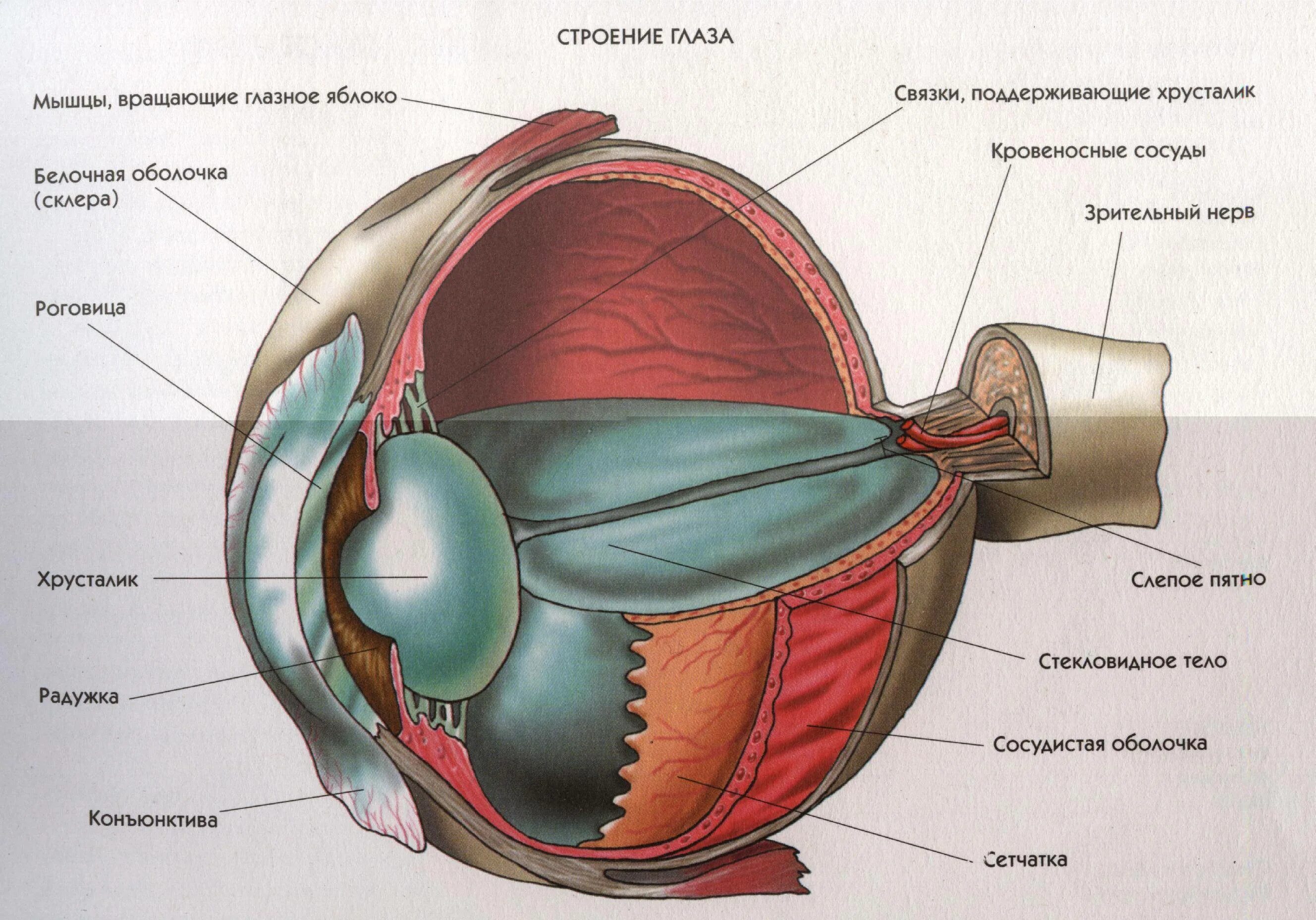 Зрительные нервы глазного яблока. Строение глаза человека схема. Строение глаза человека анатомия. Внутреннее строение глаза. Схема строения глазного яблока человека.
