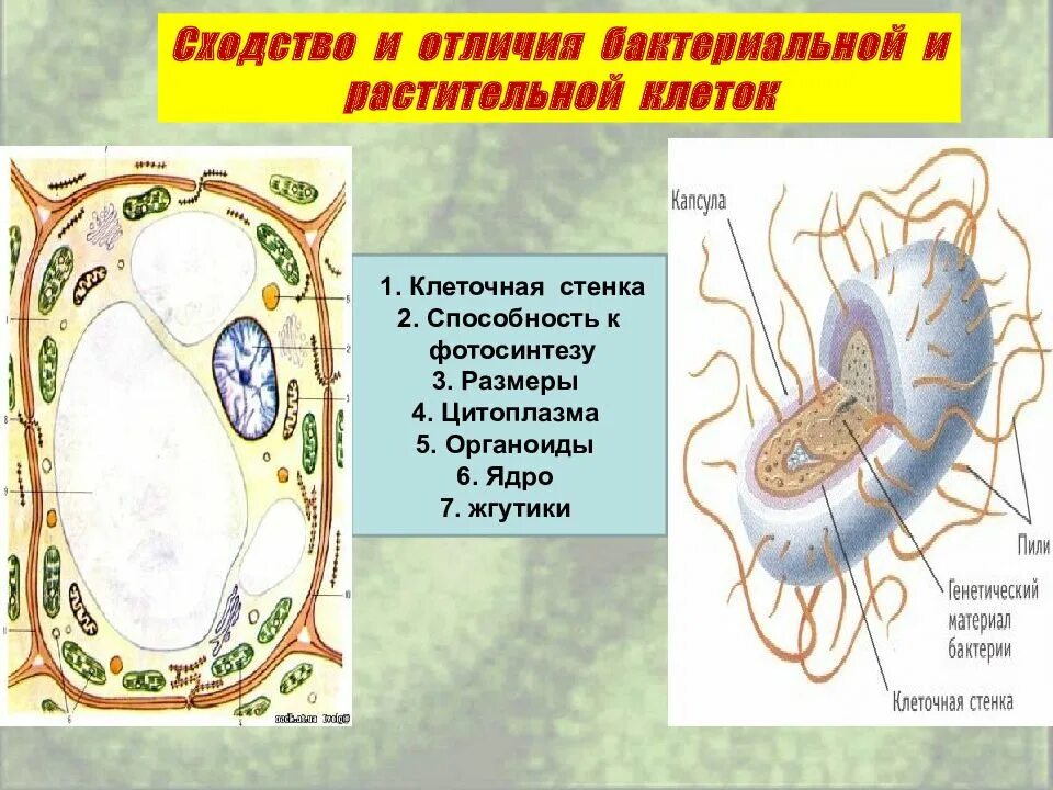 Чем клетка животных отличается от клетки бактерий. Сходство растительной и бактериальной клетки. сходство клеток бактерий и растений. бактериальная и растительная клетка. растительная и бактериальная клетка сходства и различия.