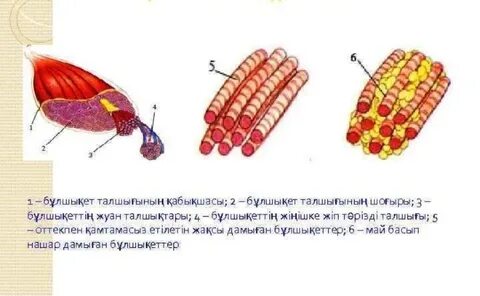 Шакира порно онлайн