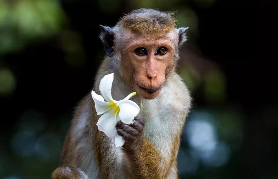 обезьяна с цветком. обезьяна орангутан. обезьяна мандаринка. дикая обезьяна. макак-крабоед.