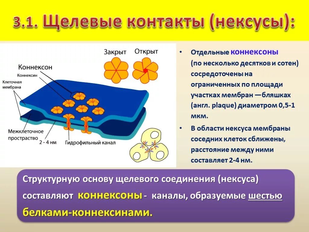 Между клетками есть. Коннексины и коннексоны. Типы межклеточных соединений. Специализированные межклеточные контакты. Межклеточные структуры.