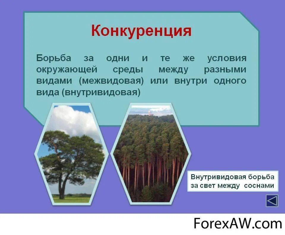 Конкуренция в лесу. Межвидовая конкуренция примеры растений. Конкуренция растений примеры. Конкуренция в лесу. Конкуренция примеры.