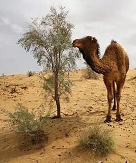 Каракум стоит