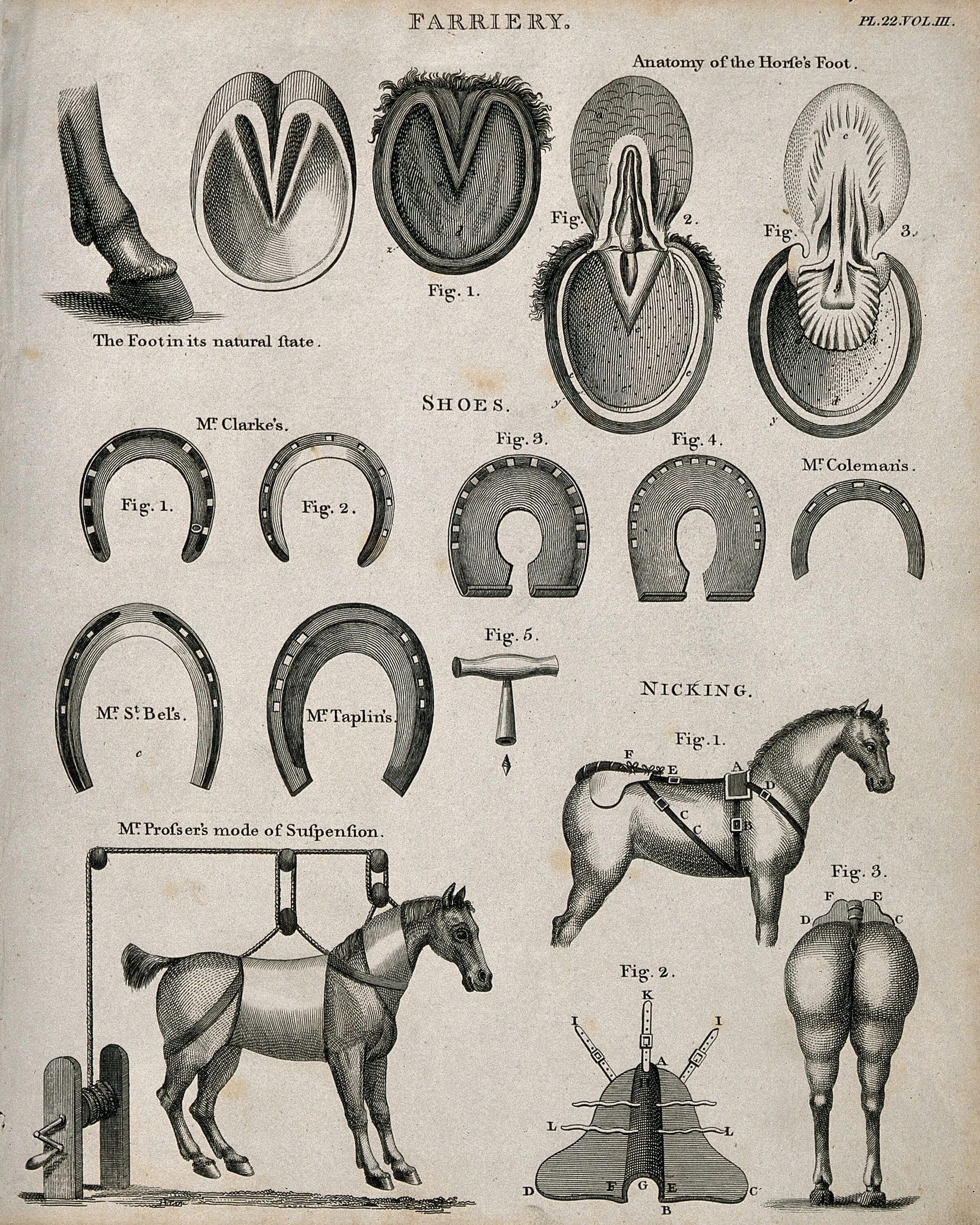 Классификация подков для лошадей по векам. Виды подков для лошадей. Приспособления для лошадей. Виды подков для лошадей 20 века.