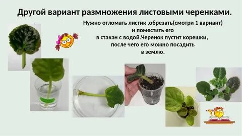 Деление листом