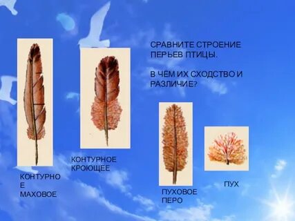Сравните контурное и пуховое перо размеры