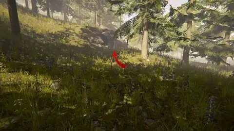Forest 7