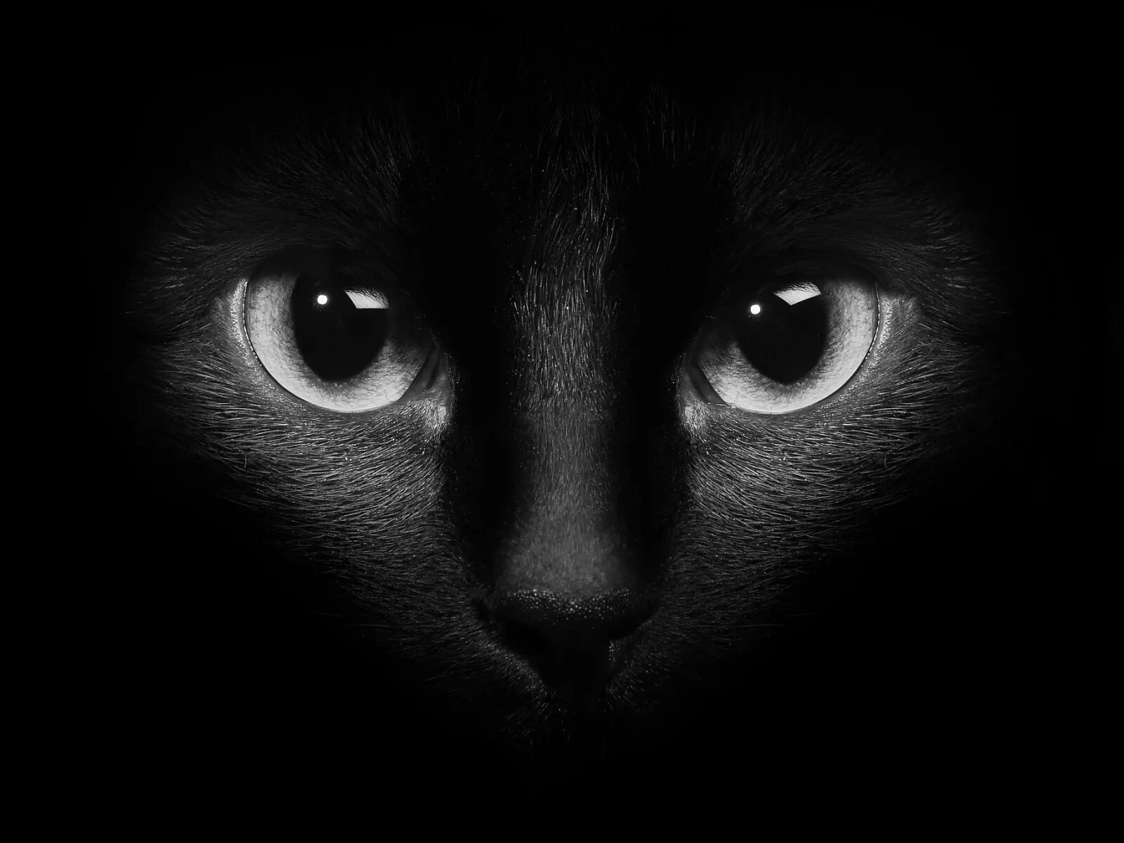 Black cat eye. Глаза кошки. Кошачьи глаза в темноте. Чёрный кот. Глаза черной кошки.