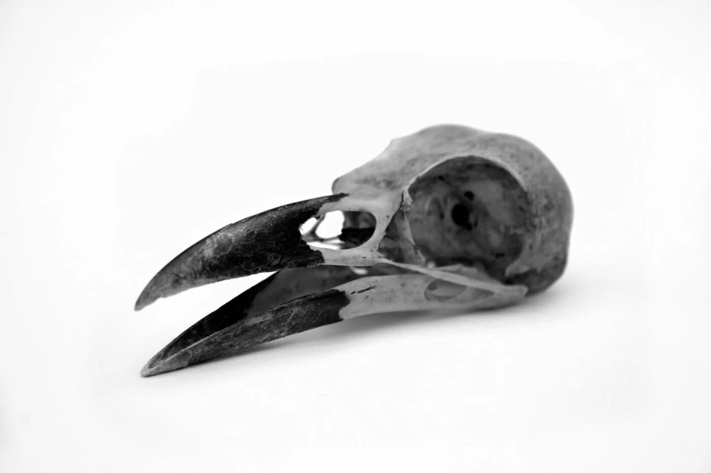 Череп ворона. Череп вороны. Вороний скелет. Вороний скелет. Череп птицы.