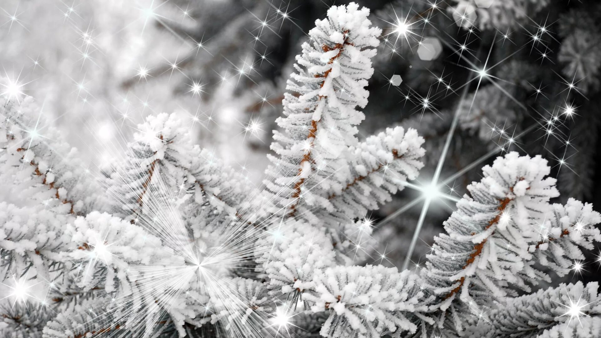 узоры на окне зимой. зимняя ветка. узоры мороза на стекле. новый год снег. морозные узоры на окне.