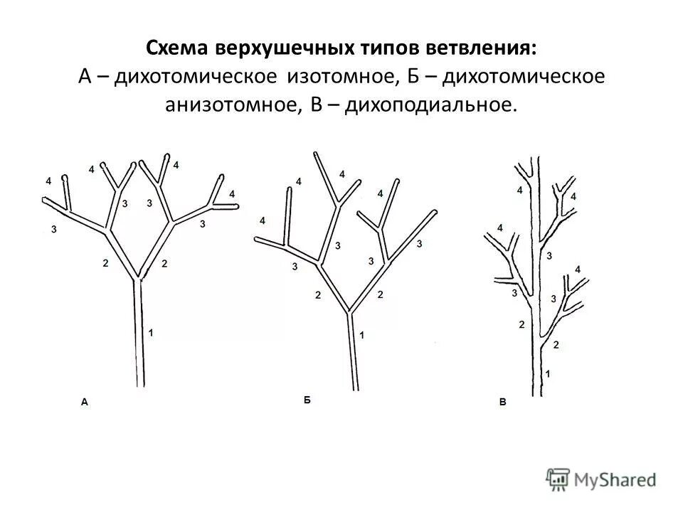 Типы нарастания. Моноподиальное и симподиальное ветвление. Дихотомическое ветвление побега. Дихотомическое дихотомическое ветвление. Ложнодихотомическое ветвление побегов.