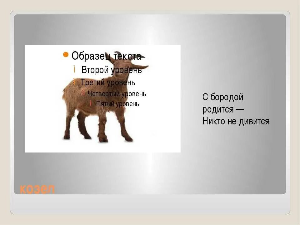 6 декабря 2006 никто родился. С бородой родится никто не дивится. С бородой родился никто не удивился загадка. Загадка с бородой родится. Загадка кто с бородой родился.