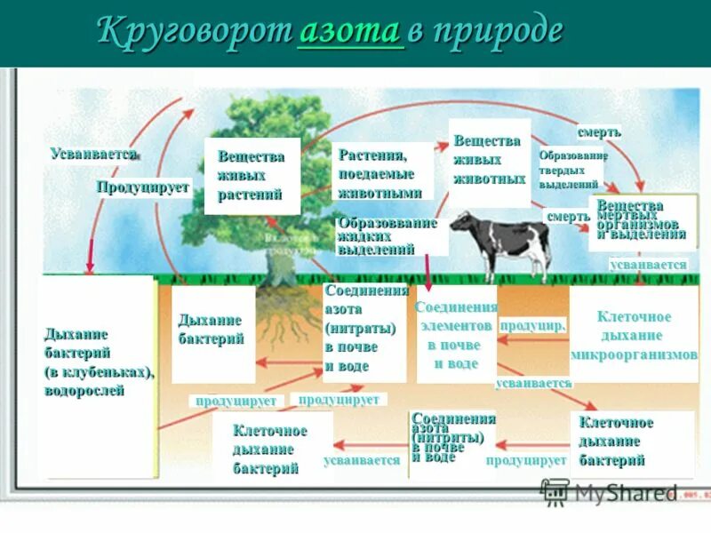 Написать круговорот азота в природе