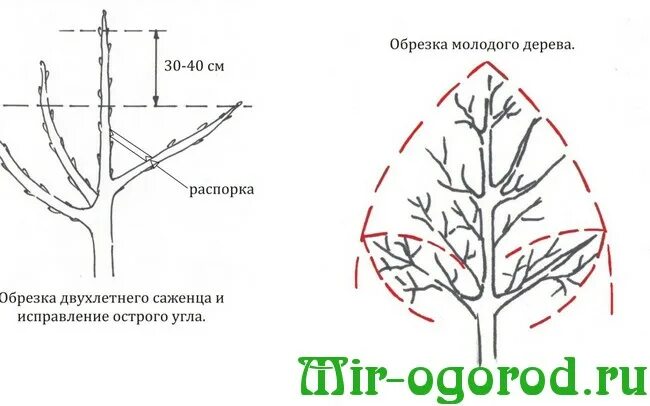 Схема обрезки яблони весной. Обрезка плодовых деревьев весной. Схема обрезки плодовых деревьев весной. Обрезка яблони весной двухгодичной. Обрезка яблони весной сроки