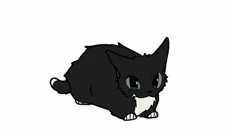 Maxwell cat