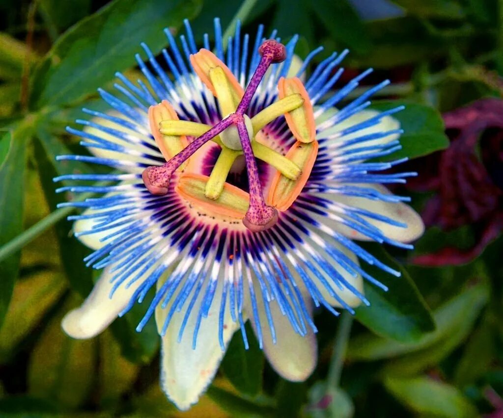 Удивительное о цветах. Пассифлора (страстоцвет) Passíflōra. Пассифлора маракуйя (страстоцвет) что это. Пассифлора голубая кавалерская звезда.