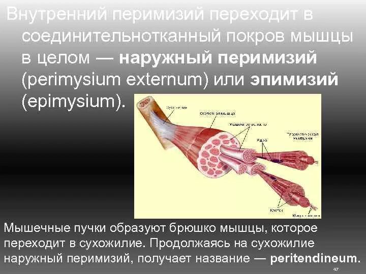 Является оболочкой мышц. Перимизий. внутренний перимизий. соединительнотканная оболочка мышцы. perimysium externum.