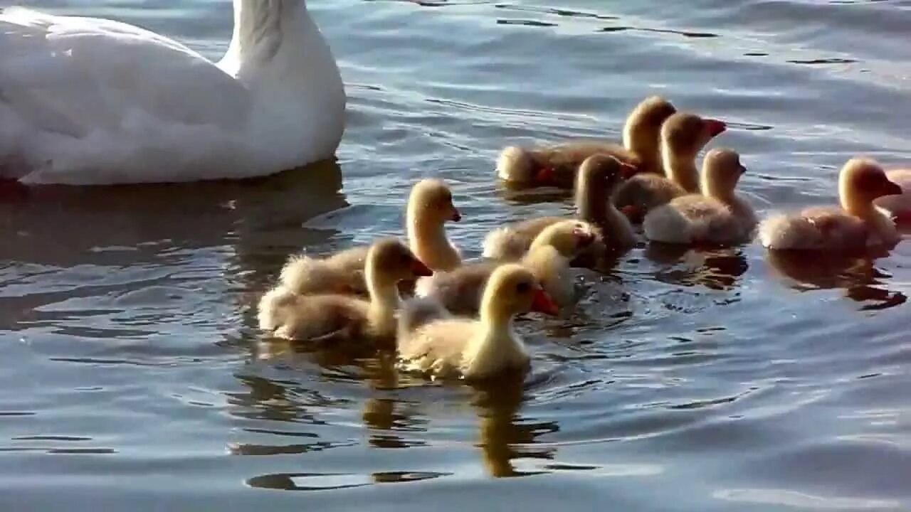 Вода гусятам. Гусыня с гусятами. гусята купаются. гусь плывет. гусята плавают.