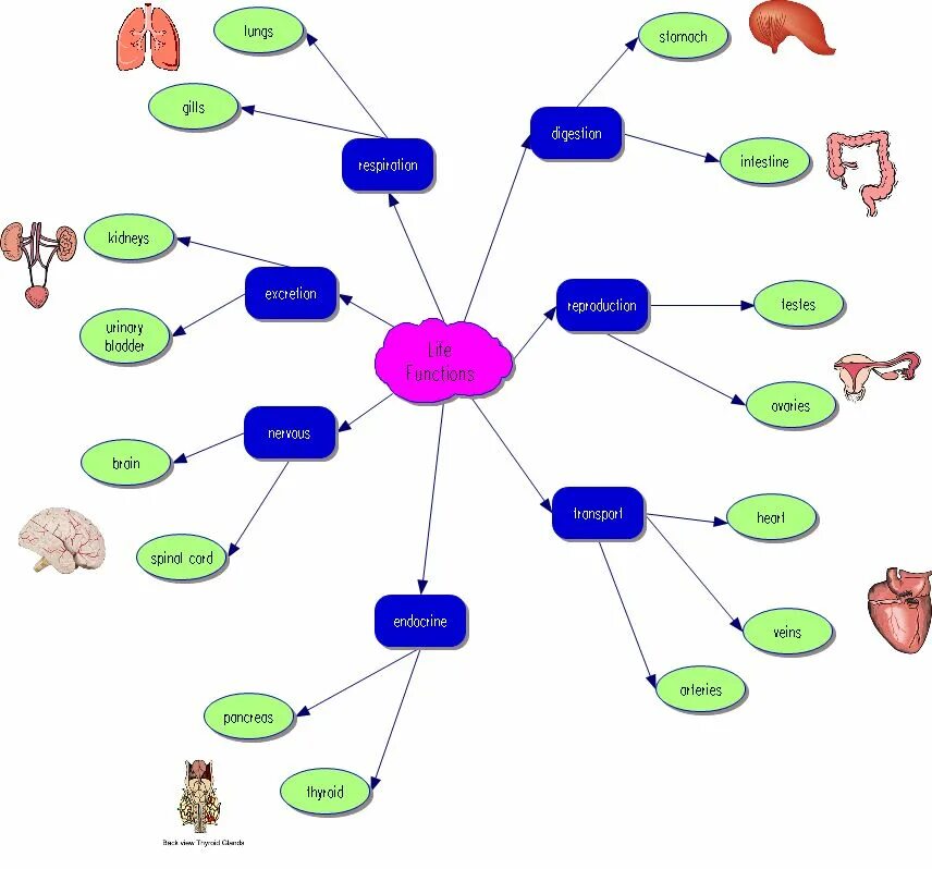 Концептуальная карта. Концептуальная карта паук. Карта концептов. Концепт карта пример. Function life