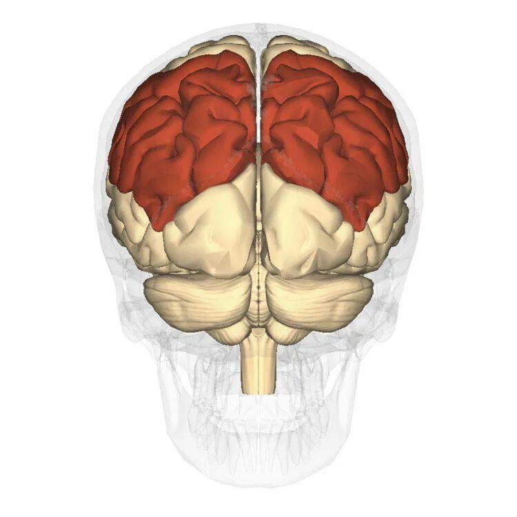 Ирритация коры головного мозга. Головной мозг. Задняя теменная область мозга это. Структуры головного мозга.