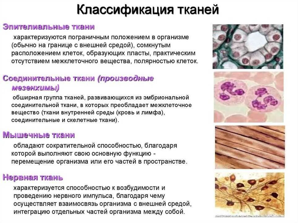 Строение и функции эпителиальной и соединительной ткани. Эпителиальная ткань и соединительная ткань строение. Классификация тканей гистология соединительные ткани таблица. Соединительная ткань гистология таблица