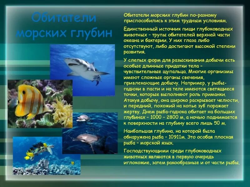 Информация о морских жителях. Доклад про обитателей морей и океанов. Сообщение об обитателях океана. Обитатели морских глубин доклад. Обитатели морей сообщение