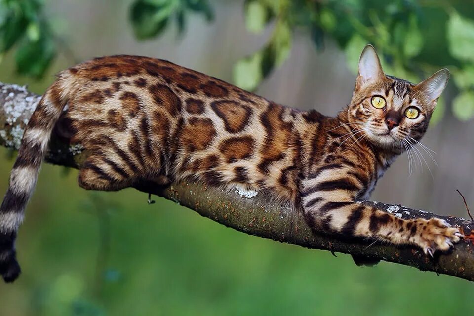 Бенгальская сколько живут. Бенгальская кошка. Бенгальская кошка (бенгал). Чистокровный бенгальский кот. Бенгал длинношерстный.