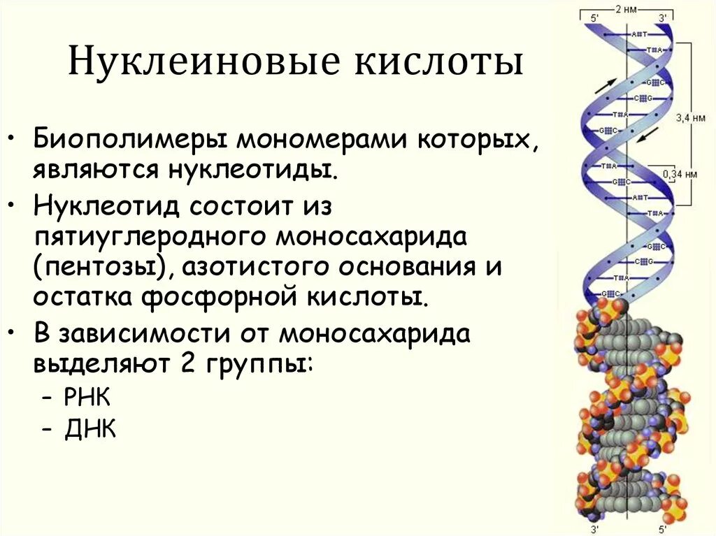 Биологические полимеры нуклеиновые кислоты. Нуклеиновые кислоты это биополимеры. Нуклеиновые кислоты ДНК. Дезоклеиновая кислота. Расщепляет биополимеры до мономеров