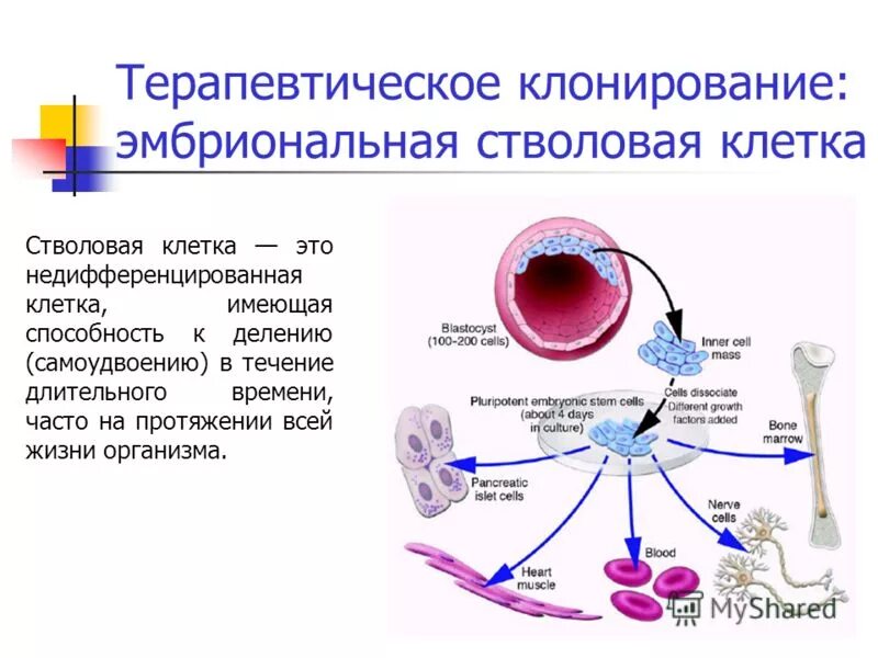 Б содержит недифференцированные клетки