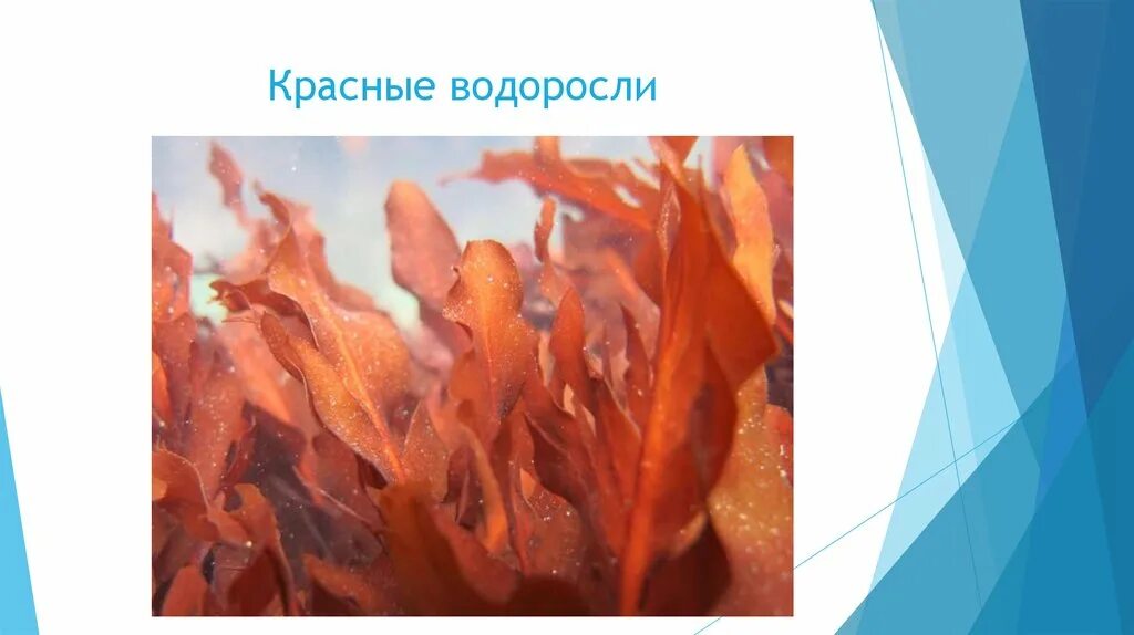 Красные водоросли 5 класс биология. Красные водоросли биология 7 класс. Красные водоросли 6 класс биология. Красные водоросли багрянки 5 класс.