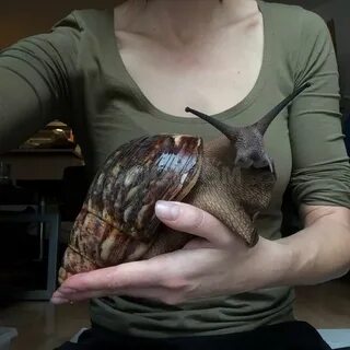 Гигантский домашний