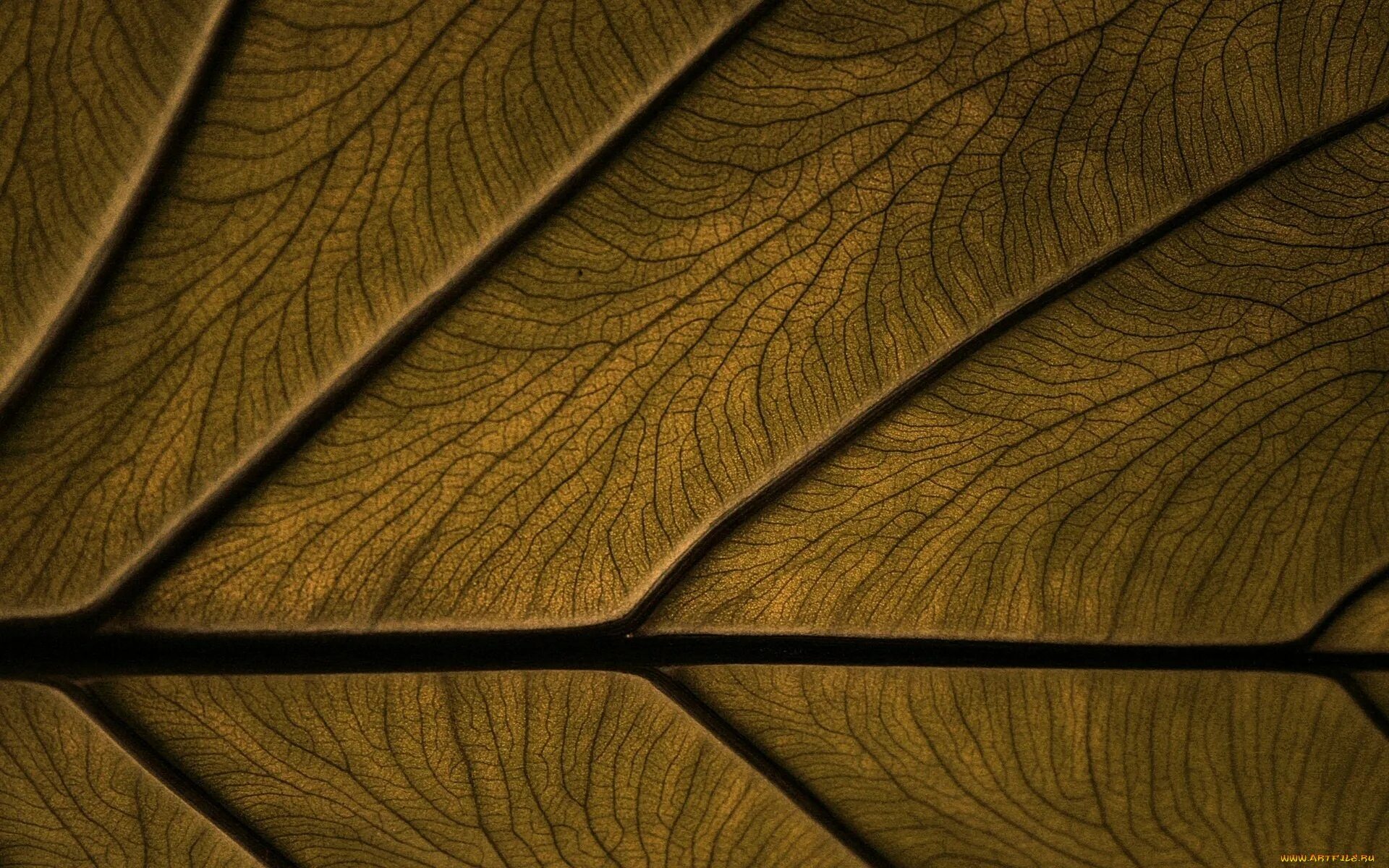 Zbrush дерево листья. 3 д листа. Лайм листья обои. Дубовый лист из дерева. Моделирование листа дерева.