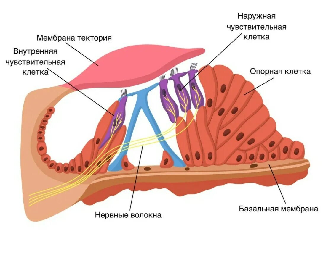 Спиральный Кортиев орган анатомия. Кортиев спиральный орган строение. Слуховой анализатор волосковые клетки Кортиев орган. Кортиев орган внутреннего уха анатомия.