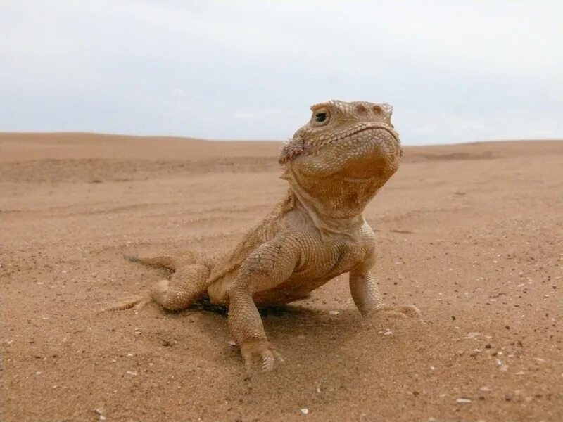 Ящерица в песке. Ящерица ушастая круглоголовка. Сарыкум ящерица круглоголовка. Ящерица круглоголовка в пустыне. Песчаная ящерица.