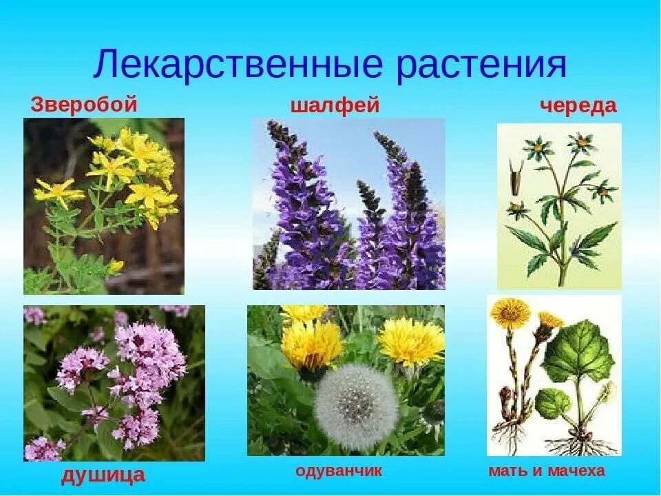 Травянистое растение 3 буквы. Лекарственные травы и растения. Лечебные растения. Лекарственные растения и их названия. Лечебные растения названия.