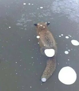 Замершие животные