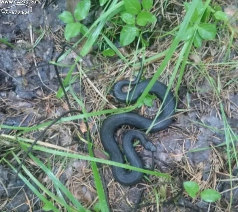 Гадюка Никольского (Vipera nikolskii). Гадюка Тюменская область. Змеи Тюмени гадюка. Гадюка Рузеля.